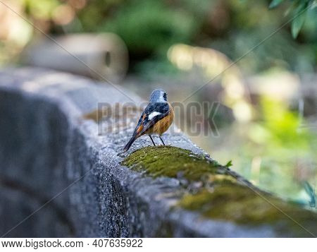 A Daurian Redstart, Phoenicurus Auroreus, Stands On Half Wall Beside A Paved Walking Path In A Park 