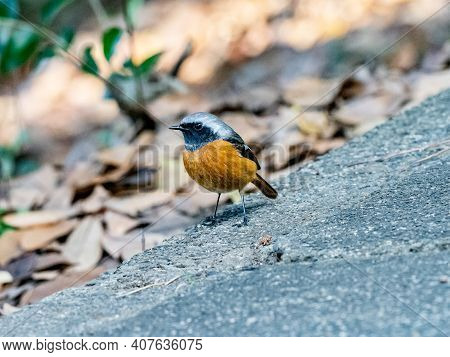 A Daurian Redstart, Phoenicurus Auroreus, Stands On A Paved Walking Path In A Park Near Yokohama, Ja