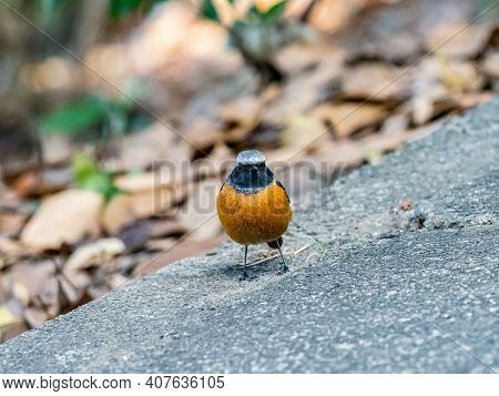 A Daurian Redstart, Phoenicurus Auroreus, Stands On A Paved Walking Path In A Park Near Yokohama, Ja