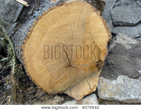 Tronco d'albero dopo essere tagliate