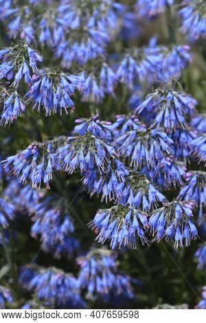Balkan Endemic Blue Flower - Latin Name - Moltkia Petraea