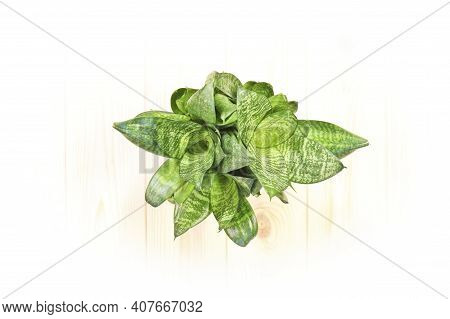 Sansevieria Trifasciata Hahnii - Houseplant In A Brown Pot On A White Background. View From Above.