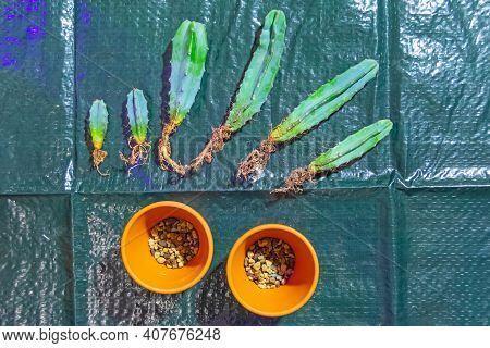 Several Open Rooted Cacti Ready To Be Transplanted Into New Soil And Clay Pots