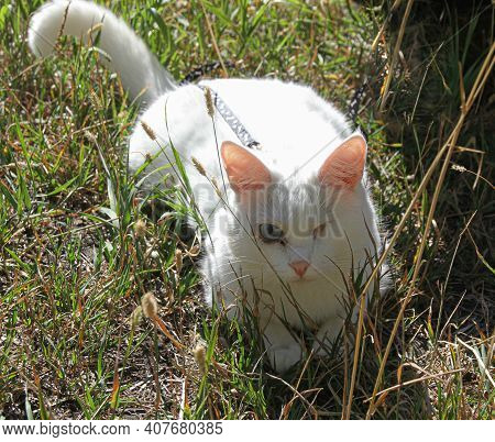 White Cat With One Eye On A Walk Looking For Prey