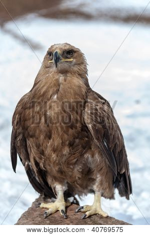 Eagle, sidder på en sten, vinter sæson