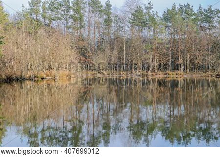 Bare Trees And Pines Reflecting On The Water Surface In The Lake At Dal Van De Roodebeek, A Dutch Na