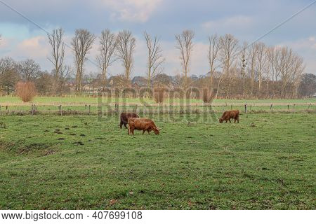 Highland Cows Grazing On Green Pasture With Bare Trees In The Background In The Dutch Countryside, S