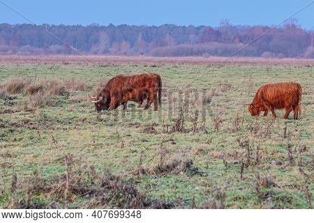 Dutch Countryside With Highland Cows Grazing On Green Pastures, Heather With Trees In The Background