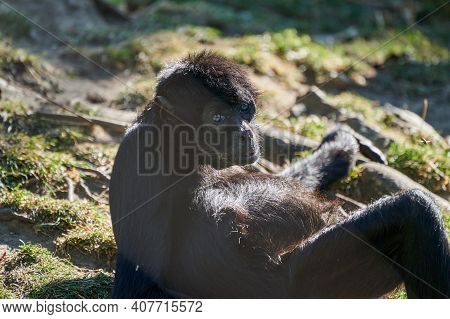 Black-headed Spider Monkey, Ateles Fusciceps, Is Lying In The Warm Sun Light An Relaxing