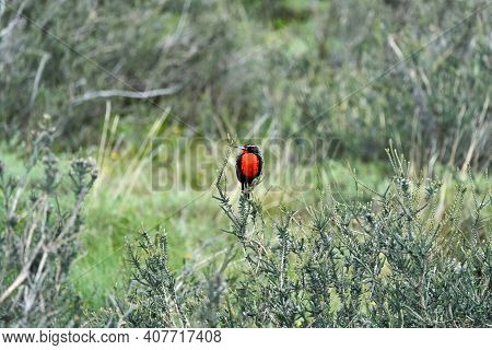 Leistes Loyca, Long-tailed Meadowlark Is A Passerine Bird Of Southern South America And The Falkland
