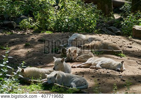 Wolf pack of big and white Hudson Bay Wolf, lives in the Arctic and at the northwestern coast of Hud