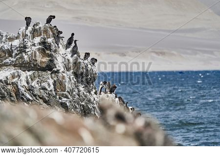 Bird Colony Of Guano Cormorant In Paracas National Park At The Pacific Ocean Coast Line Of Peru. Gua