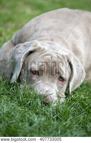 Sad Dog Looking Very Loney With Big Red Soulful Eyes My Be Loney Or Depressed ,selective Focus On A 