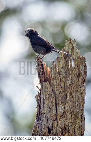 Bird Perched On The Top Of A Dry Tree With A Beautiful Bokeh
