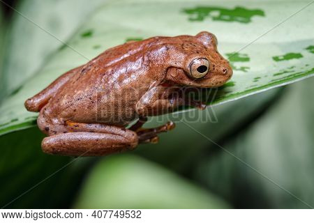 Frog Looking From Above A Leaf S