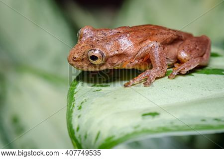 Frog Perched On A Leaf While Looking Down
