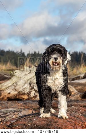 Portuguese Water Dog Standing On Driftwood Log At Coburg Beach On Vancouver Island, Canada
