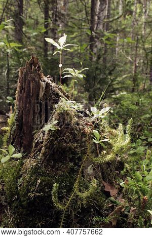 A Rotten Stump Covered With Moss In Theforest