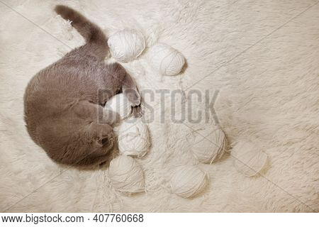 A Lop-eared Scottish Cat Plays With Balls Of Yarn. An Animal On A White Background. Fun For Pets