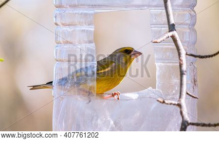 Greenfinch Sitting On A Bird Feeder. Big Plastic Bottle Used As Feeder For Birds. Taking Care Of Bir