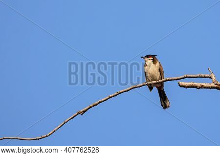 Close Up Red-whiskered Bulbul Or Crested Bulbul Was Perched On Branch Isolated On Blue Sky