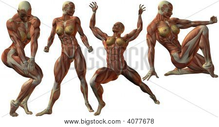 人間の女性のボディービルダーの解剖学