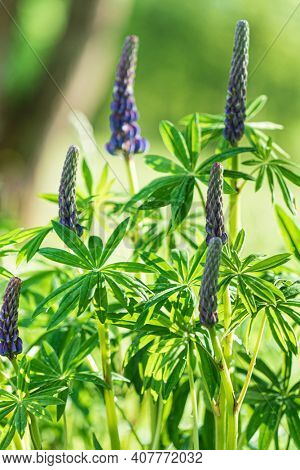 Nitrogen Fixing Plant - blue lupine