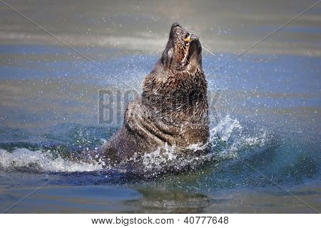  Brown (zielonego) foki wylewa wodę (Arctocephalus pusillus)