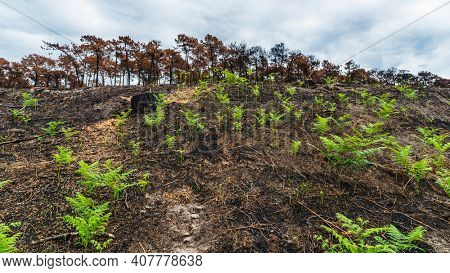 Young ferns grow a few weeks after the Chiberta forest fire, in Anglet, France
