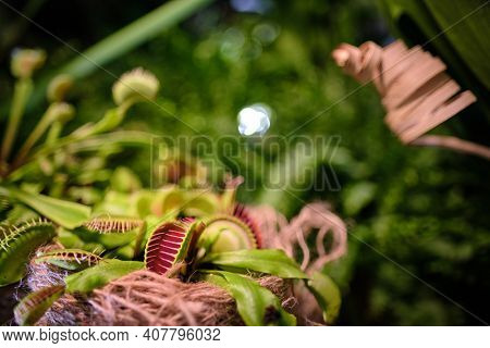 Floriana with venus flytrap and carnivorous plants