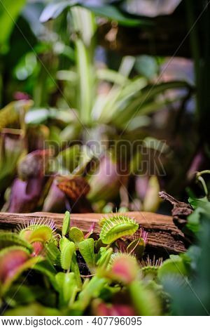 Floriana with venus flytrap and carnivorous plants