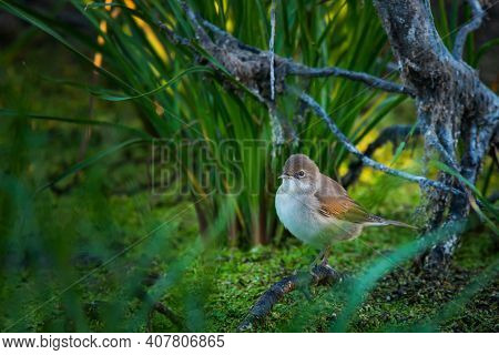 Eurasian Reed Warbler Or Acrocephalus Scirpaceus Close.