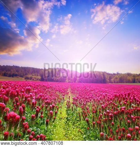 Field of flowering crimson clovers (Trifolium incarnatum). Spring rural landscape at sunset. Beauty in nature.