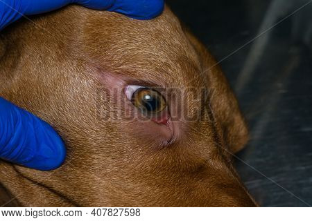 Eye Examination In Dogs, Hungarian Viszla  Dog Breed