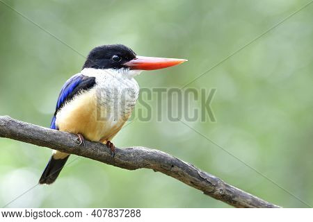 Most Lovely Blue Bird With Red Beaks And Black Head Calmly Sitting On Thin Branch Over Bright Bokeh 