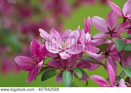 The Amazing Blooming Wild Pink Cherry Branch On Blurred Bright Multicolored Floral Background. Flowe
