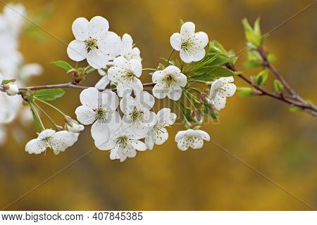 Beautiful Branch Of White Cherry Blossom Flowers  With Green Leaves And Buds On Blurred Yellow Flora