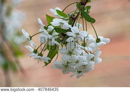 Beautiful Branch Of  Flowering White Cherry  In Blurred Light Multicolored  Floral Background. Sprin