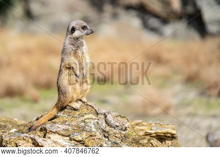 The Meerkat, Suricata Suricatta Or Suricate Is A Small Carnivoran In The Mongoose Family. It Is The 