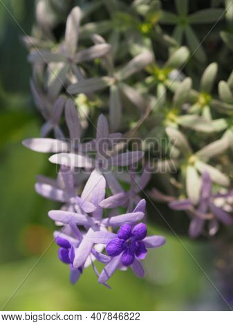 Sandpaper Vine Purple Wreath Flower Bunch Purple Bouquet Of Five Petals Like A Five Pointed Petal Bl