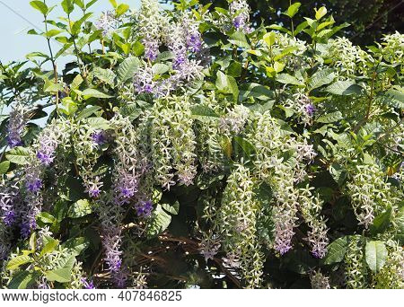 Sandpaper Vine Purple Wreath Flower Bunch Purple Bouquet Of Five Petals Like A Five Pointed Petal Bl