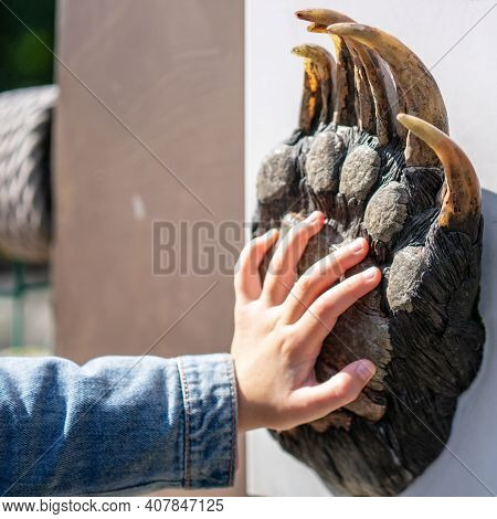 Little Girl Compares Her Hand To Bear Paw. Selected Focus