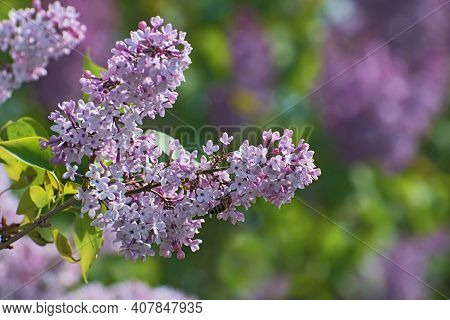 The Tender Branch Of Blooming Fresh Lilac Flowers On Blurred Multicolored Background In Sunny Day
