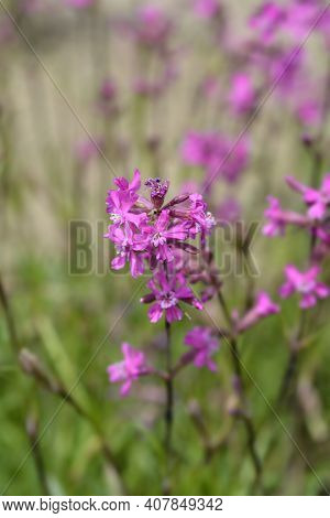 Sticky Catchfly Pink Flowers - Latin Name - Lychnis Viscaria (silene Viscaria)