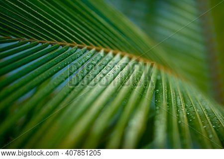 Palm Branches, Tropical Plant Background. Palm Tree Leaves, Artistic Sunlight, Relax Tropical Nature