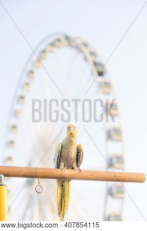 Selective Focus Cockatiel  Nymphicus Hollandicus Beautiful Adorable Bird On Wooden Stand.