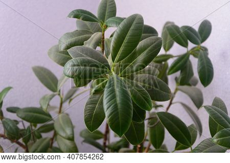 Ficus Rubbery Elastica Close-up. Ornamental Home Plant, Selective Focus.