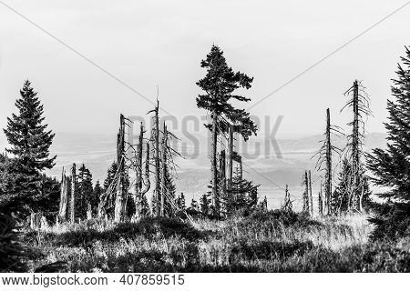 Live And Dry Spruce Trees In Peat With Dry Grass In Untouched Wild Nature Black And White Image.
