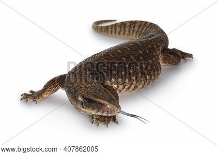 Top View Of Young Savannah Monitor Aka Varanus Exanthematicus Lizard. Isolated On White Background.