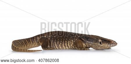 Side View Of Young Savannah Monitor Aka Varanus Exanthematicus Lizard. Isolated On White Background.